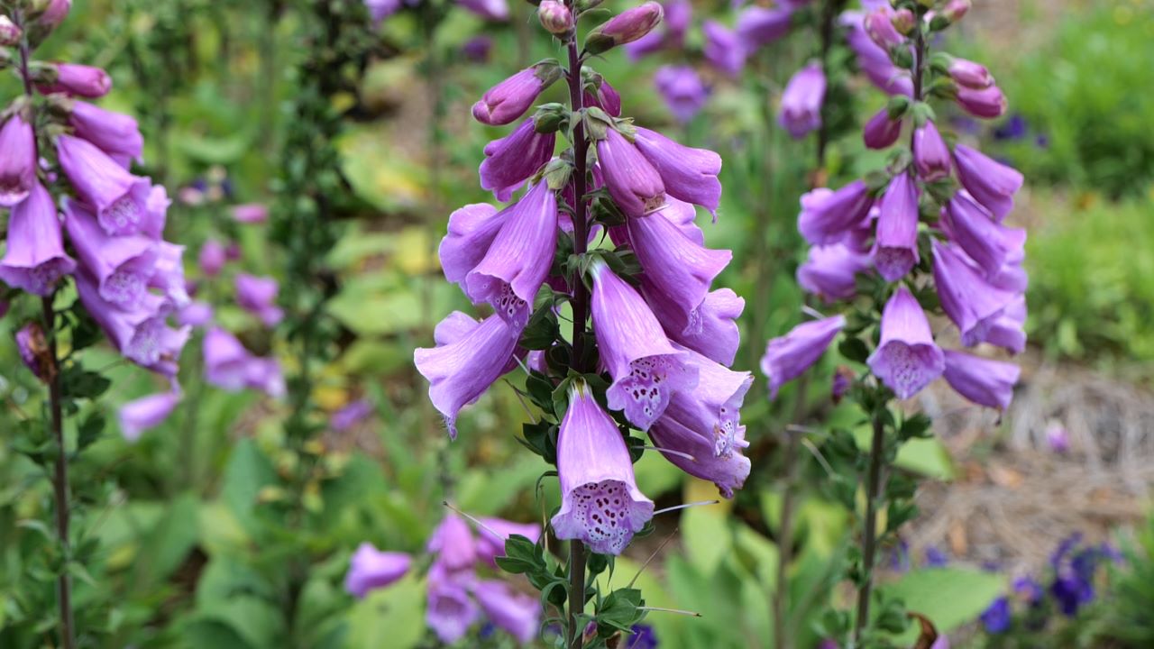Get It Growing: Plants that discourage deer from your landscape
